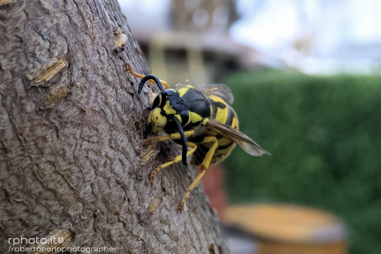 Animali &amp; insetti